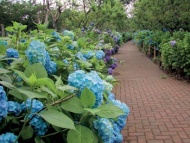 Hortenzie (Hydrangea)