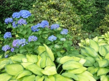 Panašovaná bohyška (Hosta fortunei)