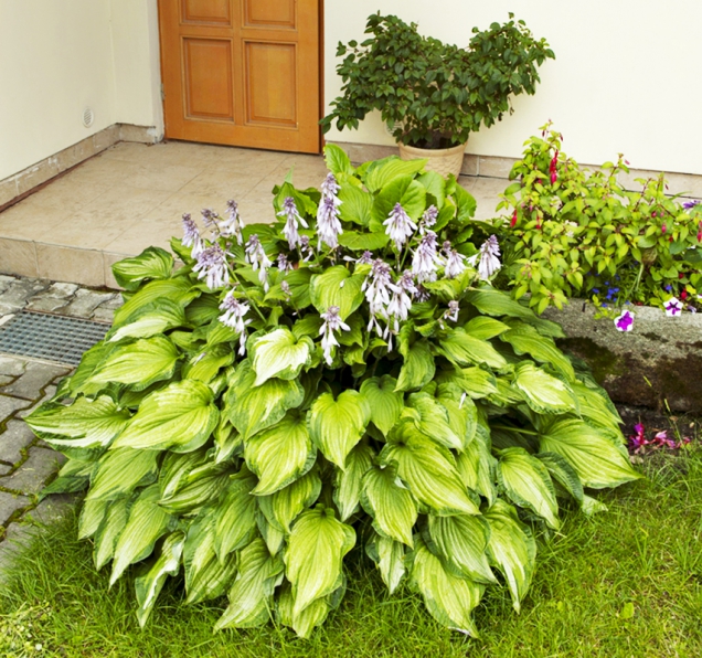 Funkie (Hosta) je oblíbená hlavně pro krásu listů