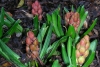 Hyacinthus orientalis &quot;hollyhock&quot; - poupata