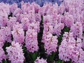 Dopřejte si jednolitou záplavu růžovofialových hroznů (růžovofialové odrůdy - Sky Jacket, Chestnut Flower, Purple Star nebo Rosette)