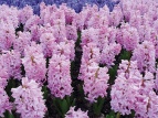 Hyacinty (Hyacinthus)