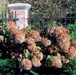 Hortenzie velkokvětá (Hydrangea)