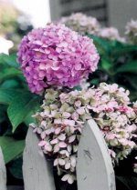 Hortenzie (Hydrangea)