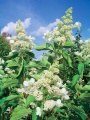Hortenzie latnatá (Hydrangea paniculata Grandiflora)