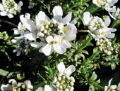 Iberka (Iberis sempervines)