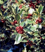 Cesmína (Ilex)