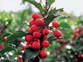 Cesmína (Ilex) je většinou dvoudomým keřem. Na samčích rostlinách se tvoří jedovaté červené peckovičky