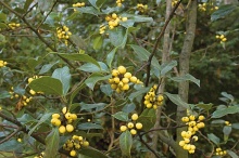 Nejen rudé plody může mít cesmína (Ilex aquifolium bacciflava)