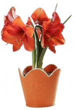 Hippeastrum ve filcovém obalu, uvnitř s neprosákavou vrstvou
