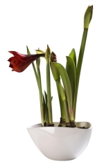 Hippeastrum - tři cibule sesazené do porcelánové mísy, na dně je drenáž (kameny), aby se zabránilo zahnívání kořenů