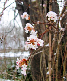 Některé druhy kalin kvetou i v zimních měsících – pěstuje se hlavně kalina vonná (Viburnum farreri) a kalina bodnanská (V. x bodnantense).