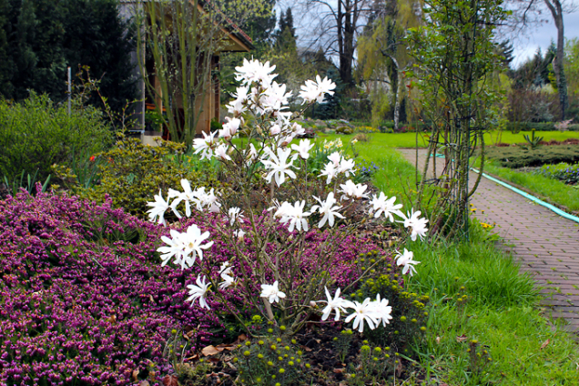 Časné jaro s magnolií a vřesovcem je nezapomenutelné.
