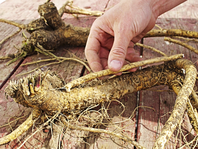  Budete-li pěstovat křen poblíž brambor, zlepší se jejich odolnost vůči nemocem, praví stará moudrost.
