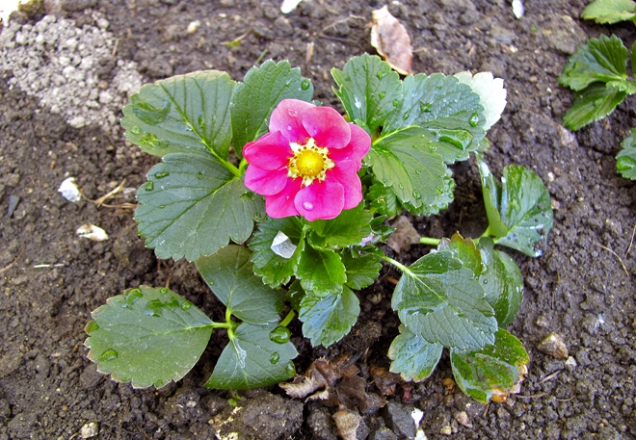 Jahodník Rosalie má nejen výborné plody, ale i nádherné květy.