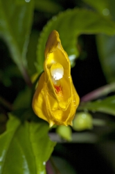 Impatiens auricoma je bohatě kvetoucí keřík, který nesmí nikdy vyschnout. Pokud mu dopřejete dost světla i vody, pokvete několik měsíců.