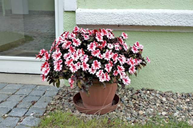 Netýkavka (Impatiens) se množí velmi snadno řízkováním, větvička zakoření i ve sklenici s čistou vodou.