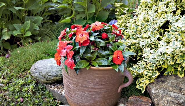 Netýkavka (Impatiens) má na zimu ráda dostatek světla a teploty 15–20  °C.
