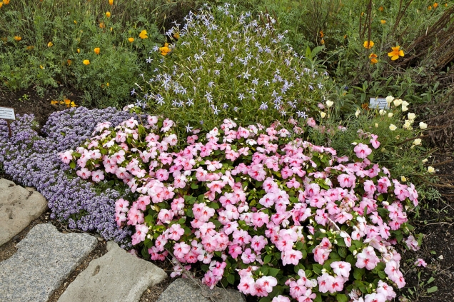 Impatiens walleriana patří k velmi vděčným květinám na slunný záhon i do nádoby ve stínu. Pokud má dost vody a živin, tak kvete od června do prvních mrazíků.