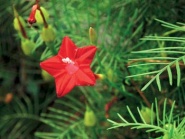 kvamoklit (Quamoclit, syn. Ipomea quamoclit)