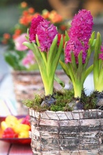 Stůl v přírodní zahradě dokonale vyzdobíte "květináčem" z březové kůry - jemná šedobílá je v kontrastu s ostře barevnými hyacinty. Máte-li rádi nenápadnou eleganci, vysaďte raději hyacinty bílé