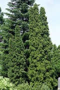 Sloupovitý zerav západní - Thuja occidentalis ´Malonyana´
