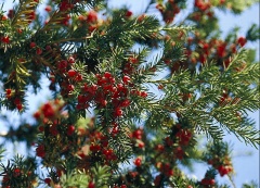 U dvoudomého tisu červeného - Toxus baccata - samčí rostliny poprvé kvetou až v deseti letech, samičí až ve dvaceti letech. Je nebezpečný v adventních věncích a vánočních dekoracích na stole!