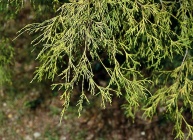 Zlatožlutý cypřišek hrachonosný - Chamaecyparis pisifera ´Filifera aurea´- v dospělosti dosahauje výšky okolo 6 metrů