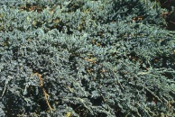 Jalovec stěsnaný - Juniperus squamanta ´Blue carpet´ - je poléhavá odrůda s modrošedými jehlicemi a výškou okolo 1 m