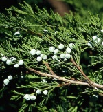 Jalovec chvojka neboli chvojka klášterská - Juniperus sabina je poléhavý jalovec o výšce 1 m