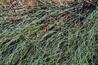 Jestliže si na zahradě hrají děti, raději červené plody chvojníku - Ephedra - otrhejte