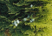 Zakrslý zlatolistý zerav východní - Thuja orintalis ´Aurea Nana´ (syn. Bita orientalis)