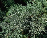 Jalovec prostřední - Juniperus x media ´Pfitzeriana´ (syn. J. chinensis ´Pfitzeriana´) - dosahuje výšky okolo 3 m a šířky 3-4 m