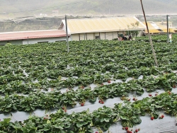 Zvláště na plantážích se jahodník často chrání fólií před plevelem a šířením plísně šedé