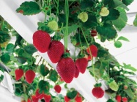 Pro balkony a terasy se hodí speciálně vyšlechtěné odrůdy (např. Fragaria Fargoo)