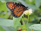 Lantana se hodí do nádob, motýly láká neúnavným kvetením od června až do října