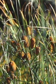 Půvab malého jezírka jistě zvýší orobinec nejmenší (Typha minima) s výškou 45–50 cm. Roste v mělké, chladné vodě