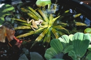 Řezan pilovitý (Stratioides aloides) může rozkvést půvabnými bílými květy. V přírodě se rozrůstá na slunci, ve společnosti voďanky a kotvice, v mělkých stojatých vodách slepých ramen. Bez vrstvy výživného bahna nerozkvete