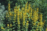 Vrbina tečkovaná (Lysimachia punctata) je osvědčenou krásně kvetoucí trvalkou pro břehy jezírek. Její velkou předností je, že nechutná slimákům. Výběžkatá, snadno a rychle vytváří porosty i na okrajích křovin a stromů 