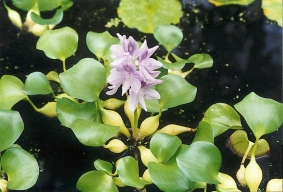 Tokozelka nadmutá, lidově vodní hyacint (Eichhornia crassipes) je teplomilná plovoucí okrasná rostlina. Buď se pěstuje jako jednoletá rostlina, která se na podzim zkompostuje, nebo přezimuje v domě v míse s písčitým bahnem při teplotě nejméně 10 °C