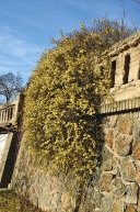 Únorové květy jasmínu nahokvětého (Jasminum nudiflorum) vám zkrátí zimu a přiblíží jaro