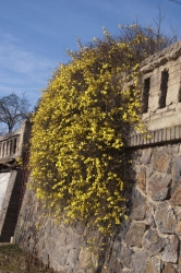 Chabý převislý keř Jasminum nudiflorum vypadá úchvatně na kamenné zdi. Když se povede mírná teplejší zima, je pastvou pro oči, za silných mrazů nekvete.