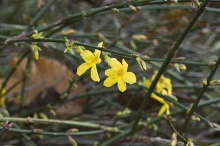 Jasmín (Jasminum nudiflorum), který nevoní