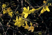 Jasmín nahokvětý (Jasminum nudiflorum)