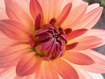 Jiřina (Dahlia)