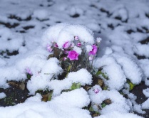 Hepatica nobili ´Rosea Plena´ je sotva vidět pod jarním přívalem sněhu