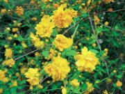 Kerria japonica (česky zákula)