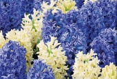 Radost z modrých a bílých hyacintů můžete mít i vy (modré odrůdy - Blue Jacket, Koh-i-noor, Ostara, bílé - Aiolos nebo L´Innocence)