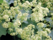 Kontryhel (Alchemilla) je báječná trvalka se žlutozelenými trsy listů a květů. Výborně se hodí na okraj smíšených záhonů. Je ozdobná především dekorativním listem, v jehož středu se často třpytí kapka rosy. Kvete VI-VII, výška 35 cm