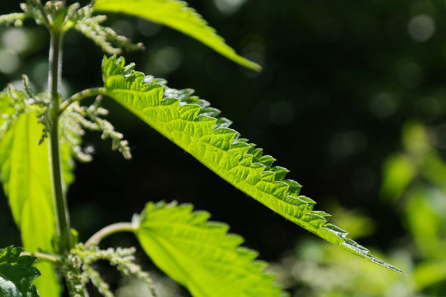 Kopřivy jsou velmi účinné při pravidelné detoxikaci organismu